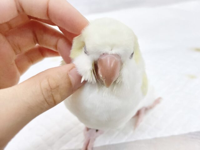 オキナインコ