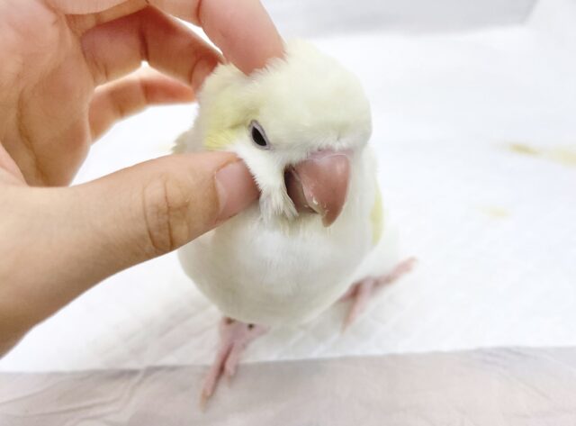 オキナインコ