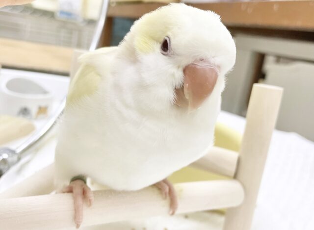オキナインコ