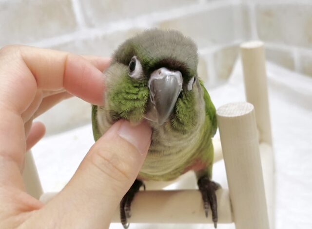 ウロコフェア第二弾✨🎉🥳開催中 説明画像です