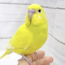 最新画像あり⭐️レアなビタミンイエローさん☀️セキセイインコ（イエローダブルファクター）
