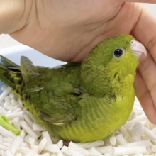 ポピポピ〜🍀サザナミインコ（ダークグリーンスパングルシングルファクター）