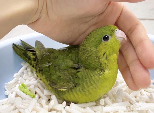 ポピポピ〜🍀サザナミインコ（ダークグリーンスパングルシングルファクター）