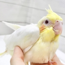 やっぱり可愛いルチノーさん😊オカメインコ（ルチノー）