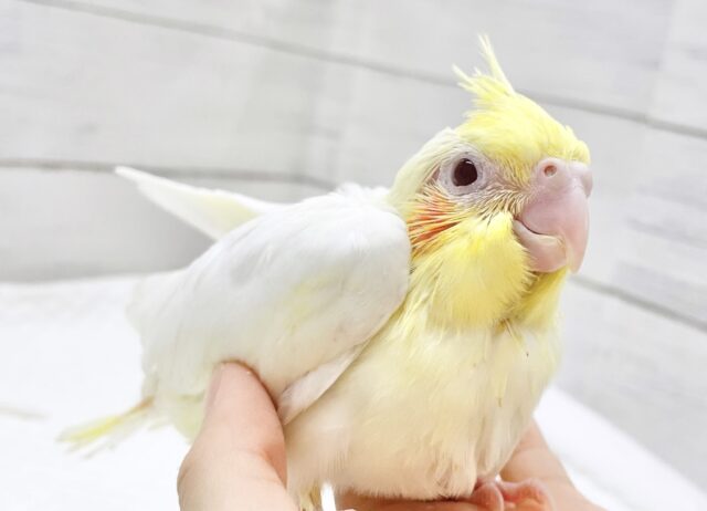 やっぱり可愛いルチノーさん😊オカメインコ（ルチノー）