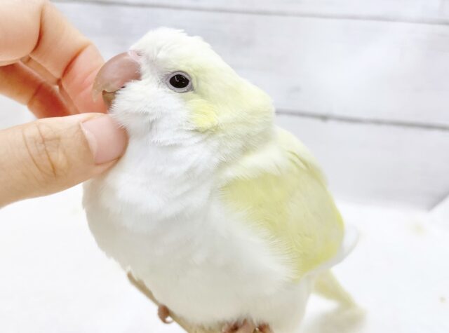 オキナインコ