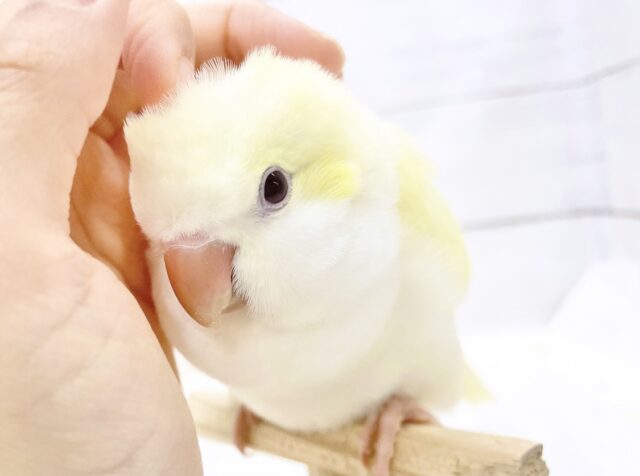 最新画像あり⭐️ふんわりレモンクリーム🍋🍦オキナインコ（クリーム）