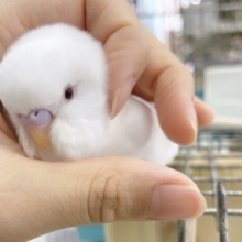 最新画像あり⭐️雪だるまちゃん⛄️セキセイインコ（アルビノ）