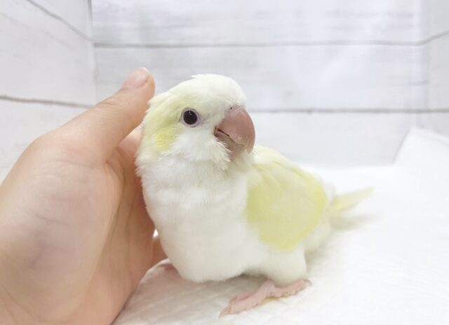 オキナインコ