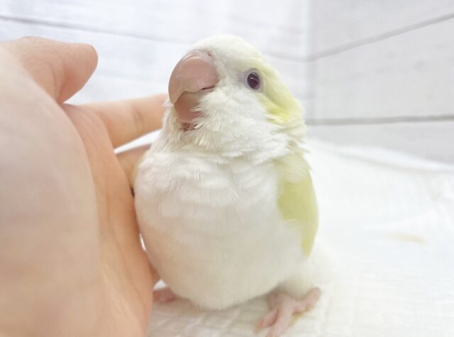 オキナインコ