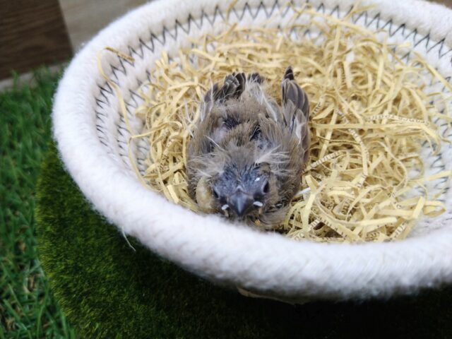 最新画像有ります🌟鳴き声はニーニー🎵今限定!フワフワ毛なキンカ鳥さんノーマル 錦花鳥(キンカチョウ)