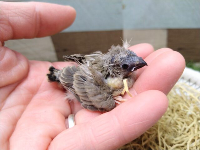 最新画像有ります🌟鳴き声はニーニー🎵今限定!フワフワ毛なキンカ鳥さんノーマル 錦花鳥(キンカチョウ)