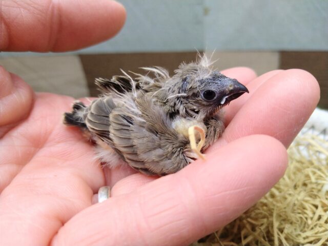 最新画像有ります🌟鳴き声はニーニー🎵今限定!フワフワ毛なキンカ鳥さんノーマル 錦花鳥(キンカチョウ)