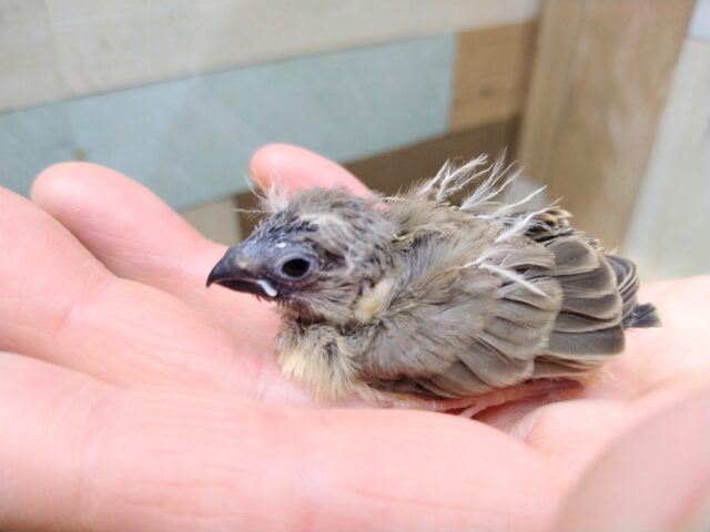 最新画像有ります🌟鳴き声はニーニー🎵今限定!フワフワ毛なキンカ鳥さんノーマル 錦花鳥(キンカチョウ)