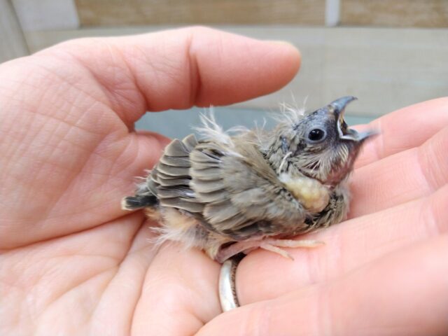 最新画像有ります🌟鳴き声はニーニー🎵今限定!フワフワ毛なキンカ鳥さんノーマル 錦花鳥(キンカチョウ)