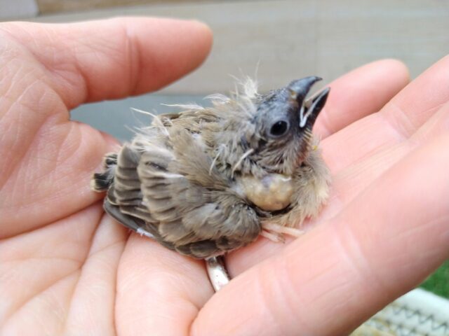最新画像有ります🌟鳴き声はニーニー🎵今限定!フワフワ毛なキンカ鳥さんノーマル 錦花鳥(キンカチョウ)
