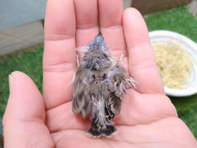 最新画像有ります🌟鳴き声はニーニー🎵今限定!フワフワ毛なキンカ鳥さんノーマル 錦花鳥(キンカチョウ)