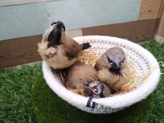 あと一羽🌟最新画像あります!当店初!!激レア!!シュバシキンセイ鳥のヒナがやって来ました🎉🎉 キンセイチョウ