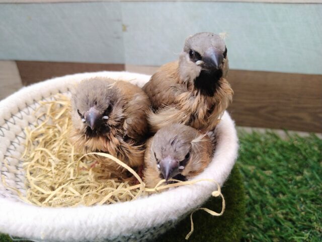 あと一羽🌟最新画像あります!当店初!!激レア!!シュバシキンセイ鳥のヒナがやって来ました🎉🎉 キンセイチョウ