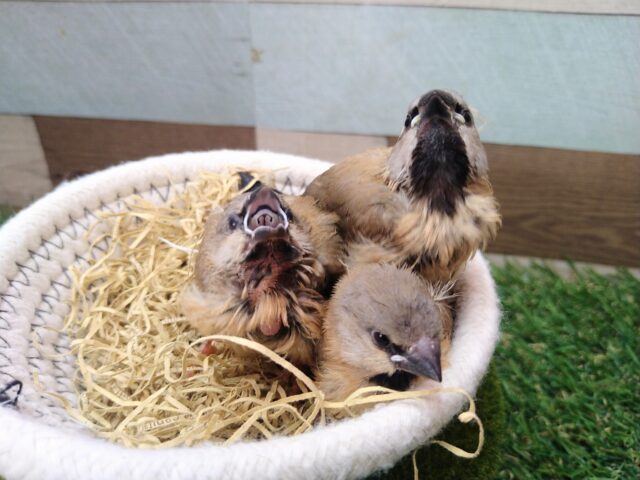 あと一羽🌟最新画像あります!当店初!!激レア!!シュバシキンセイ鳥のヒナがやって来ました🎉🎉 キンセイチョウ