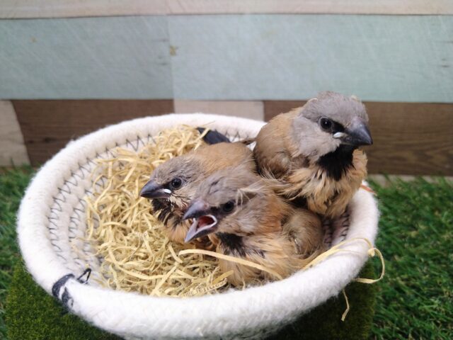 あと一羽🌟最新画像あります!当店初!!激レア!!シュバシキンセイ鳥のヒナがやって来ました🎉🎉 キンセイチョウ