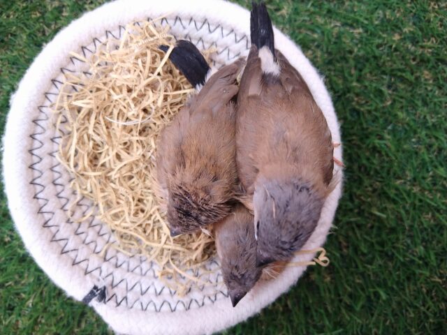 あと一羽🌟最新画像あります!当店初!!激レア!!シュバシキンセイ鳥のヒナがやって来ました🎉🎉 キンセイチョウ