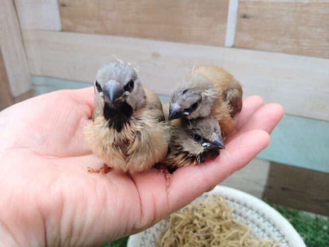 あと一羽🌟最新画像あります!当店初!!激レア!!シュバシキンセイ鳥のヒナがやって来ました🎉🎉 キンセイチョウ