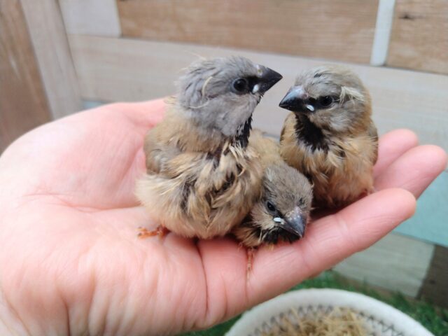 あと一羽🌟最新画像あります!当店初!!激レア!!シュバシキンセイ鳥のヒナがやって来ました🎉🎉 キンセイチョウ