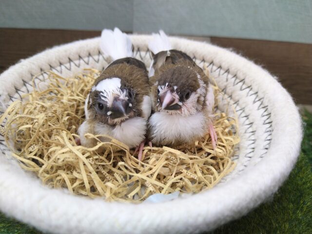 十姉妹（ジュウシマツ）