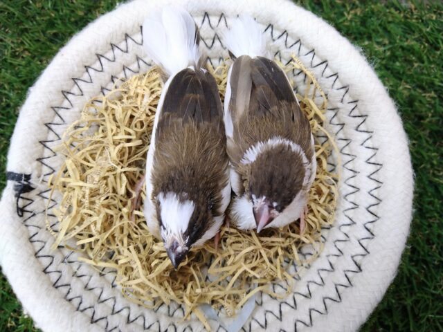 十姉妹（ジュウシマツ）