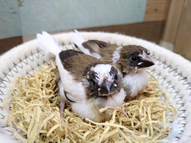 あと１羽★お歌が得意なミニミニサイズのフィンチさん！十姉妹ヒナ〜ズ🎵