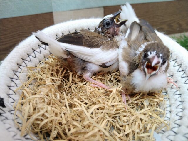 十姉妹（ジュウシマツ）