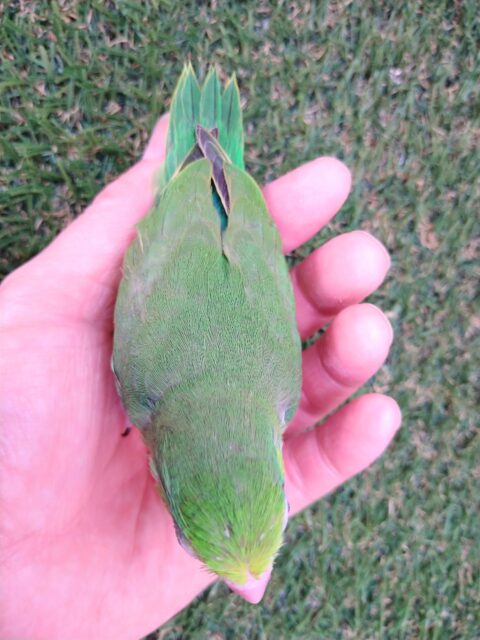 元気ハツラツ!!鮮やかグリーンなマメルリハ女の子 マメルリハ