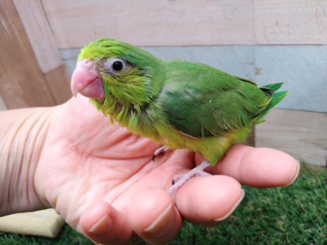 元気ハツラツ!!鮮やかグリーンなマメルリハ女の子 マメルリハ