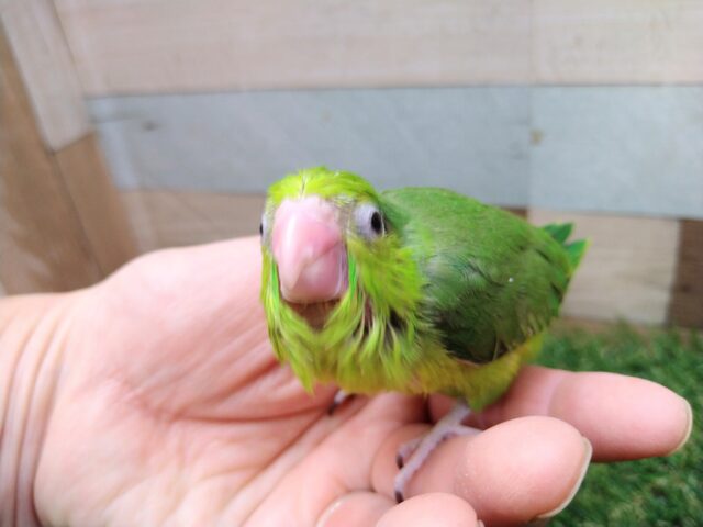 元気ハツラツ!!鮮やかグリーンなマメルリハ女の子 マメルリハ