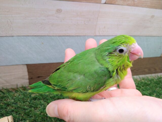 元気ハツラツ!!鮮やかグリーンなマメルリハ女の子 マメルリハ