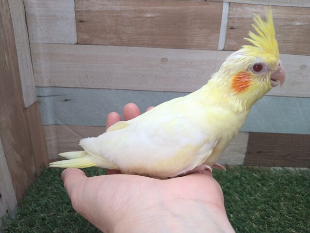 オカメインコ