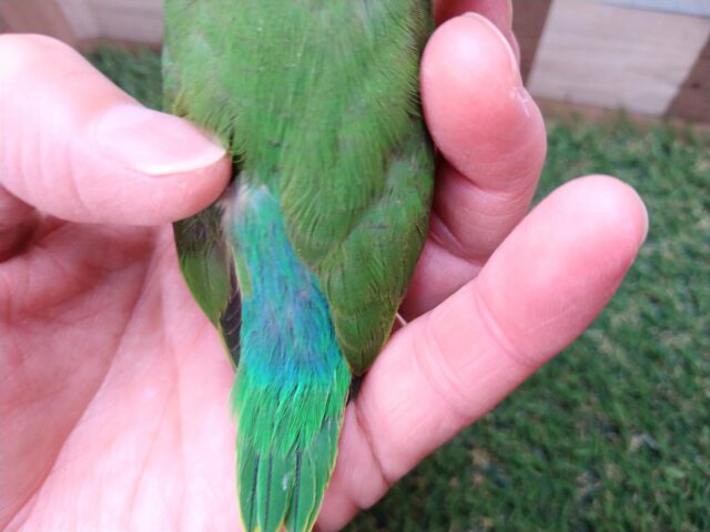 元気ハツラツ!!鮮やかグリーンなマメルリハ女の子 マメルリハ