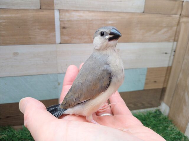 グレー界の王子様👑桜文鳥さん来ました〜 桜文鳥