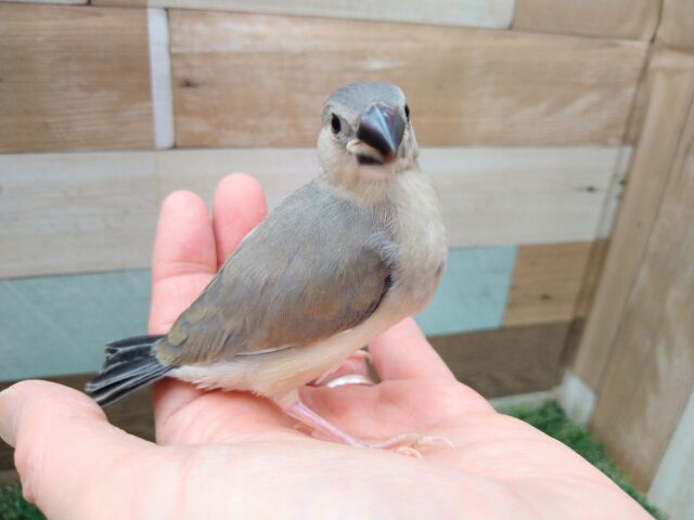 グレー界の王子様👑桜文鳥さん来ました〜 桜文鳥