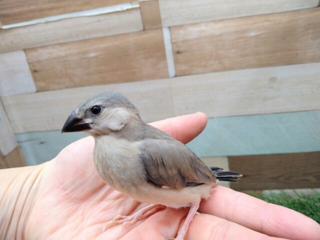 グレー界の王子様👑桜文鳥さん来ました〜 桜文鳥