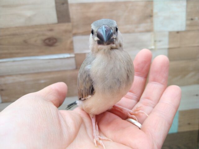 グレー界の王子様👑桜文鳥さん来ました〜 桜文鳥