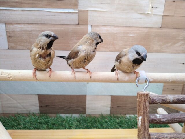 あと一羽🌟最新画像あります!当店初!!激レア!!シュバシキンセイ鳥のヒナがやって来ました🎉🎉 キンセイチョウ