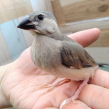 グレー界の王子様👑桜文鳥さん来ました〜