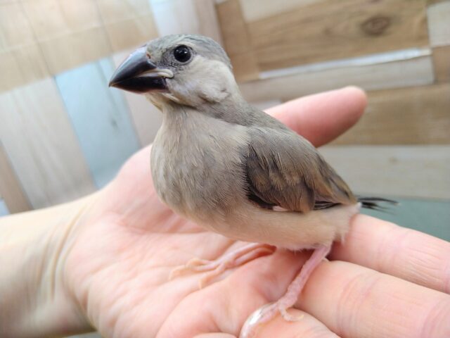 グレー界の王子様👑桜文鳥さん来ました〜