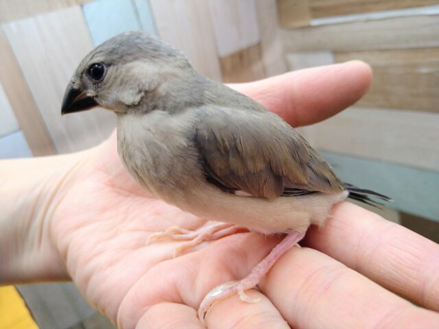 グレー界の王子様👑桜文鳥さん来ました〜 桜文鳥