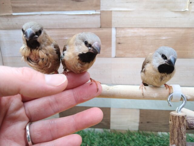 あと一羽🌟最新画像あります!当店初!!激レア!!シュバシキンセイ鳥のヒナがやって来ました🎉🎉 キンセイチョウ