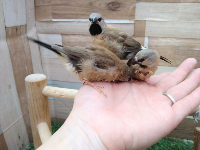 あと一羽🌟最新画像あります!当店初!!激レア!!シュバシキンセイ鳥のヒナがやって来ました🎉🎉 キンセイチョウ
