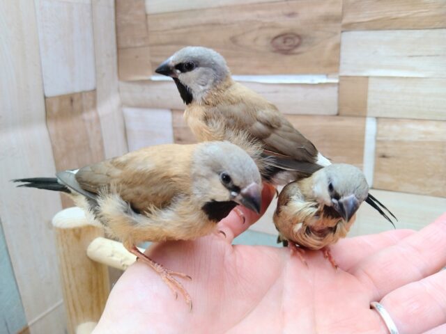 あと一羽🌟最新画像あります!当店初!!激レア!!シュバシキンセイ鳥のヒナがやって来ました🎉🎉 キンセイチョウ