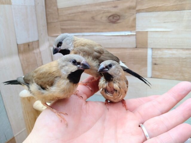 あと一羽🌟最新画像あります!当店初!!激レア!!シュバシキンセイ鳥のヒナがやって来ました🎉🎉 キンセイチョウ